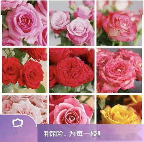 京東鮮花新花樣 615生活鮮花節創新高，引領動態禮品花卉銷售新趨勢